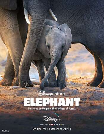 Elephant 2020 English 720p WEB-DL 750MB