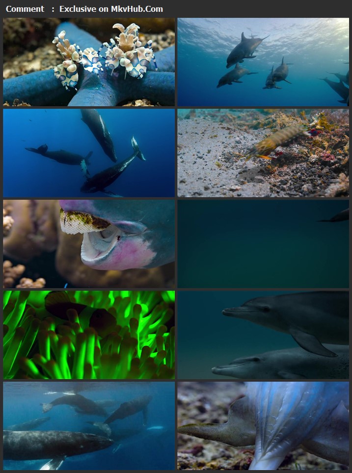 Dolphin Reef 2020 English 720p WEB-DL 650MB Download