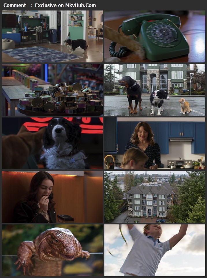 Cats & Dogs 3: Paws Unite 2020 English 720p WEB-DL 750MB Download