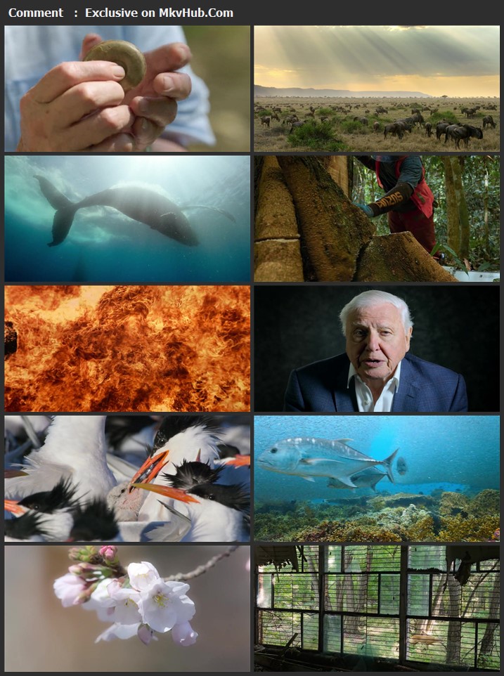 David Attenborough: A Life on Our Planet 2020 English 720p WEB-DL 700MB Download