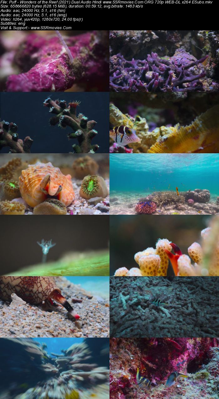 Puff: Wonders of the Reef (2021) Dual Audio Hindi 480p WEB-DL x264 200MB Full Movie Download