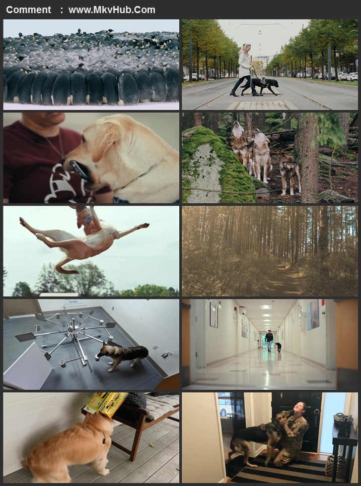 Inside the Mind of a Dog 2024 English [ORG 5.1] 720p 1080p WEB-DL ESubs Download