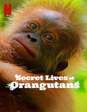 Secret Lives of Orangutans 2024 Dual Audio Hindi (ORG 5.1) 1080p 720p 480p WEB-DL x264 ESubs ESubs Full Movie Download