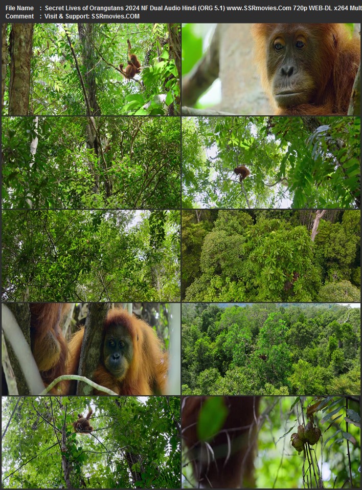 Secret Lives of Orangutans 2024 Dual Audio Hindi (ORG 5.1) 1080p 720p 480p WEB-DL x264 ESubs ESubs Full Movie Download