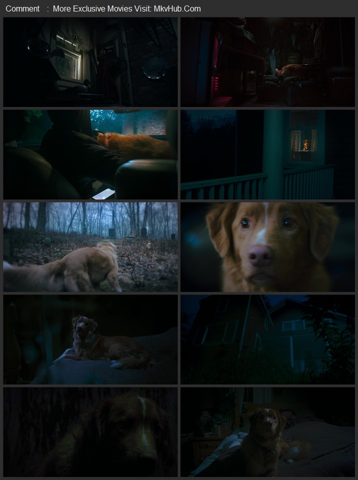Good Boy 2025 English [ORG 5.1] 720p 1080p WEB-DL x264 ESubs Download